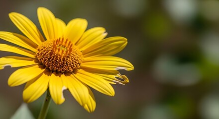Obraz premium Close up of a vibrant yellow flower in full bloom against blurred backdrop
