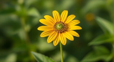 Close up of a vibrant yellow flower with a green center and blurred background