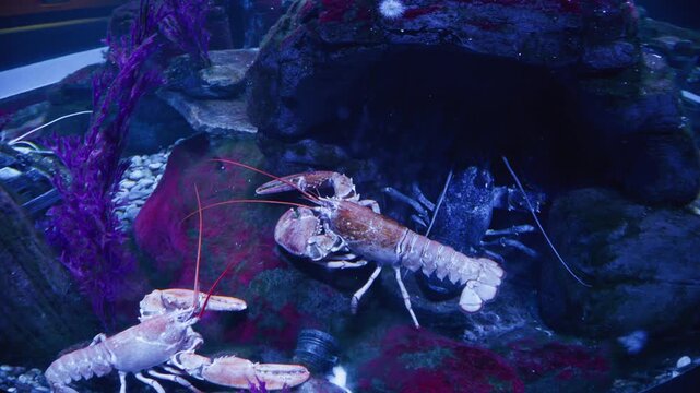 Close-up of an underwater lobster