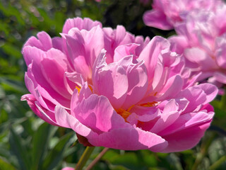 Obraz premium Pink peony flower.