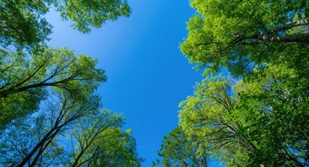 Bright blue summer sky framing tall green trees in a peaceful natural view