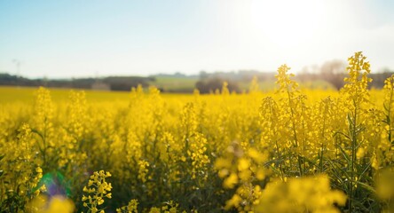 Canola flowers in full bloom with copy space for text on sustainable food and energy packaging