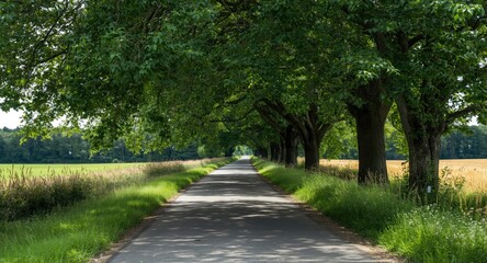 Obraz premium Bright rural scene showing a tree shaded road and lush grassy verge in summer