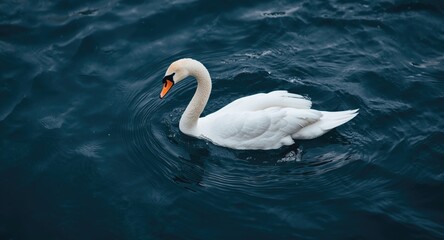 Obraz premium Elegant white swan swimming fluidly amidst rich blue curling waves