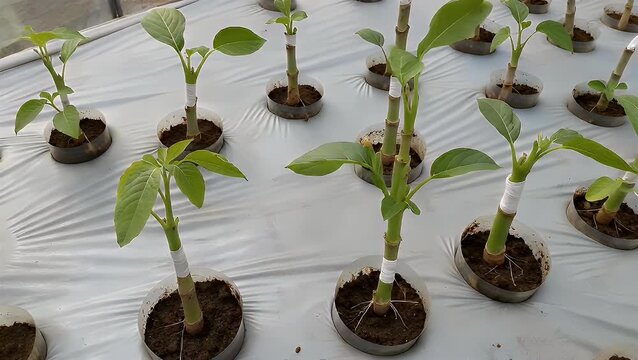 Horticultural Propagation of Enhanced Vegetation via Grafting Technique for Seedling Cultivation