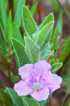 Wild petunia, Ruellia humilis