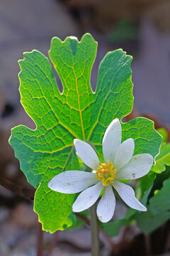 Bloodroot, Sanguinaria canadensis, flower