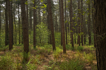 Fototapeta premium hiking trail in a spring forest in Lembeekse bossen nature reserve, Flanders, Belgium 