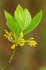 Sassafras tree, Sassafras albidum, flowers.