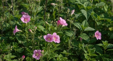 Fototapeta premium Bright mallow flowers flourishing among dense garden plants on a summer afternoon