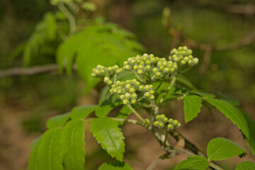 Flower buds and leaves of a mountain ash tree - sorbus. 