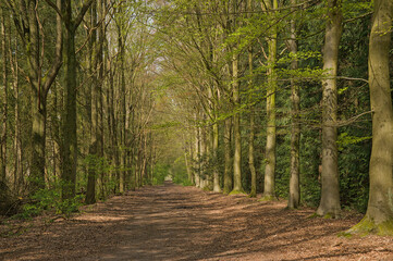 Fototapeta premium dirt road through a sunny spring forest in Lembeekse bossen nature reserve, Flanders, Belgium 