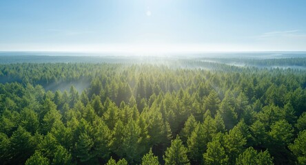 Fototapeta premium Elevated shot of abundant pine forest with fresh morning brightness natural scenery background