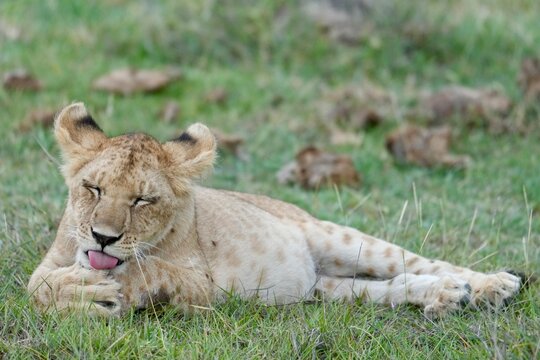 un lionceau se l&egrave;che