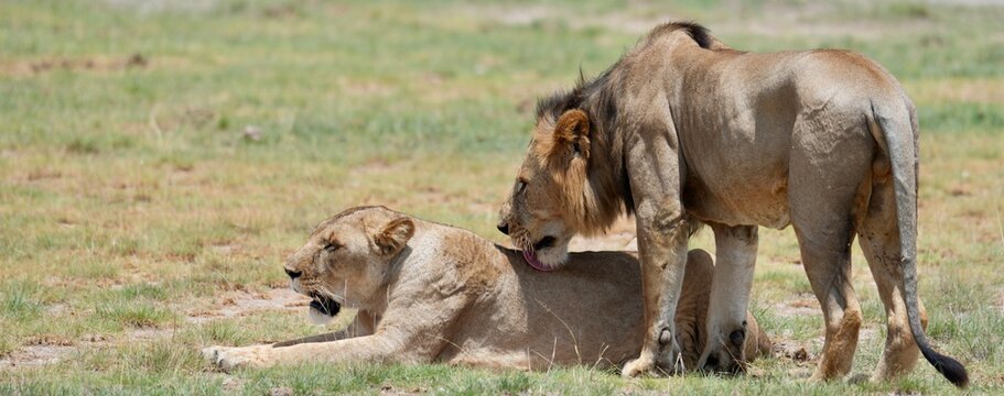 pr&eacute;liminaires accouplement lion lionne banni&egrave;re