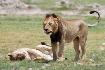 Obraz premium après l'accouplement lion lionne