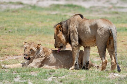 pr&eacute;liminaires accouplement couple lion lionne