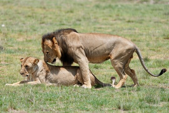 juste avant l'accouplement lion et lionne