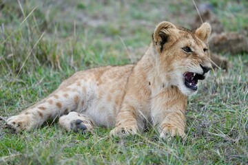 Fototapeta premium lionceau qui rugit