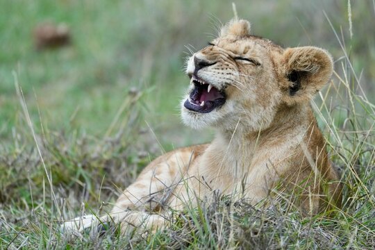 lionceau qui rigole