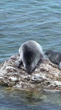 Witness a Baikal seal resting peacefully on a sun-drenched rock in Lake Baikal. A smaller, darker seal snuggles beside it. The clear, blue water of the lake provides a beautiful backdrop.