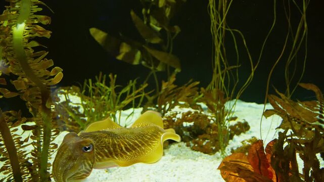 Aquarium European common cuttlefish Sepia officinalis