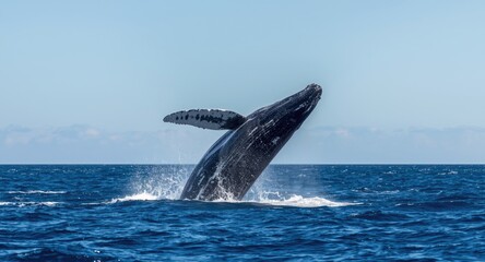 Obraz premium Blue fin whale breaching in open ocean under clear sky