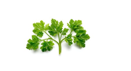 Fototapeta premium Bright green organic parsley leaves isolated on a stark white background