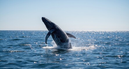 Fototapeta premium A joyful whale leaps above the sparkling sea on a sunny day