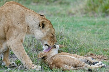 Naklejka premium lionne et lionceau