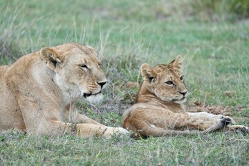 Fototapeta premium une lionne et un lionceau
