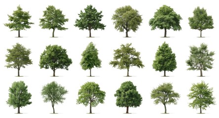 Fototapeta premium Array of isolated green trees optimized for architectural presentations and natural ornamentation in print and online media