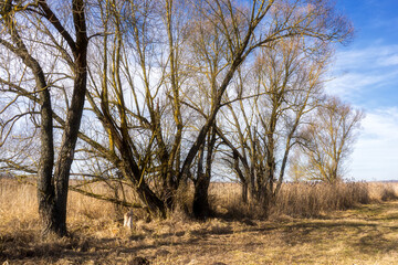 Podlaskie Safari - Naewiański Park Narodowy, Polska © podlaski49