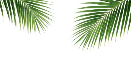 Obraz premium Bright white background with isolated palm leaves and clear copy space