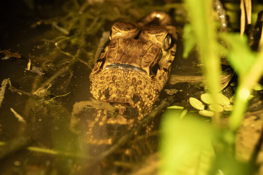 Ca&iuml;man Noir aux Marais de Kaw en Guyane fran&ccedil;aise 