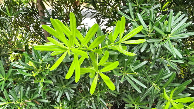 Young leaves of buddhist pine or imperial pine (PODOCARPACEAE) scientific name Podocarpus polystachyus The leaves are thick, glossy, smooth, dark green leaves. Pine trees in blurred background. Podo L