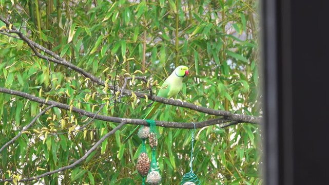 parrot perched above feeder with seed and peanut