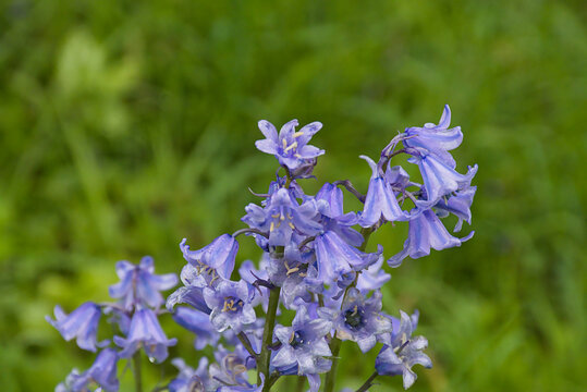 close up of bluebells with purple flowers in the garden - Hyacinthoides non-scripta 