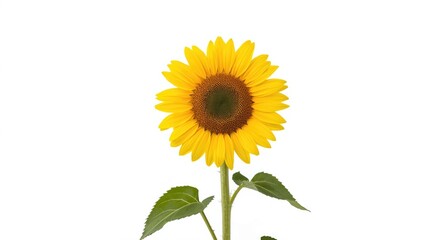 Obraz premium A cheerful sunflower standing tall with a minimal white backdrop for copy space
