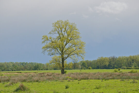 fresh green tree in a meadow in the wetlands of Bourgoyen nature reserve, Ghent, Flanders, Belgium 