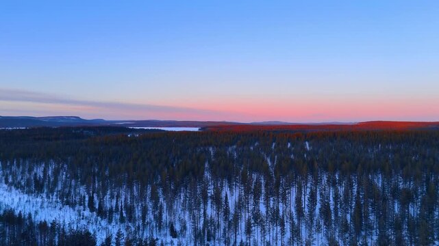 Rising over the pine tree woods growing on the vast territory. Snow covers the ground. Sunset scenery of nature from drone in winter.
