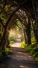 A scenic dirt path disappears into the distance under the arching canopy of trees, sunlight filters through, creating a mystical aura