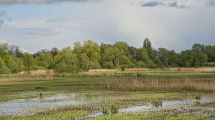 Naklejka premium wetlands of Bourgoyen nature reserve with fresh green spring trees. Ghent, Flanders, Belgium 
