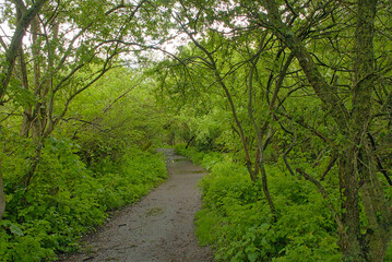 Fototapeta premium hiking trail in a lush green spring forest in Bourgoyen nature reserve, Ghent, Flanders, Belgium