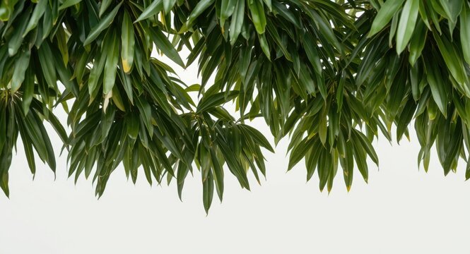 Burma sal tree closeup framed by clean white backdrop