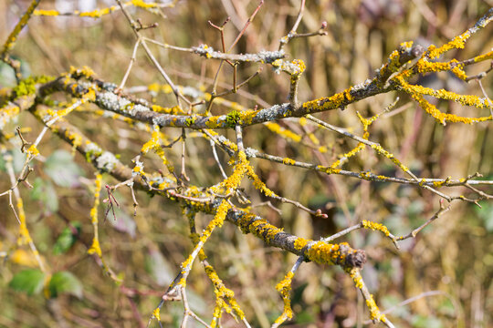 Sp&auml;twinterliches Ge&auml;st mit leuchtenden Gelbflechten - Hintergrund