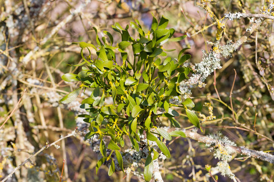 Nahaufnahme einer Wei&szlig;dorn-Mistel (Viscum) im Sp&auml;twinter 