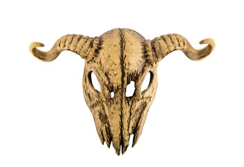 Animal skull with horns isolated on white with clipping path