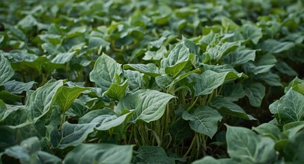 Close detailed image of soybean leaves in agricultural experimental plots for genetic studies