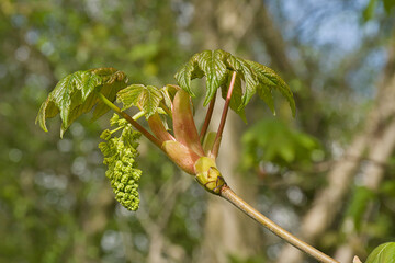 Obraz premium reen flowers and leafs of a sycamore maple tree - Acer pseudoplatanus 